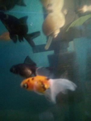 Goldfish Telescópico 4cm