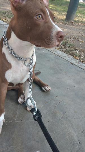 Pitbull Red Nose de 5 Meses