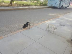 Se Regalan Cachorros Cruce con Labrador