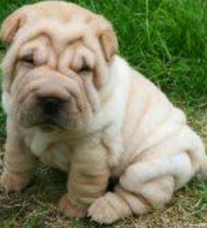Sharpei