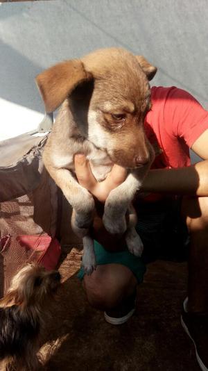 Siberian Husky con Pastor