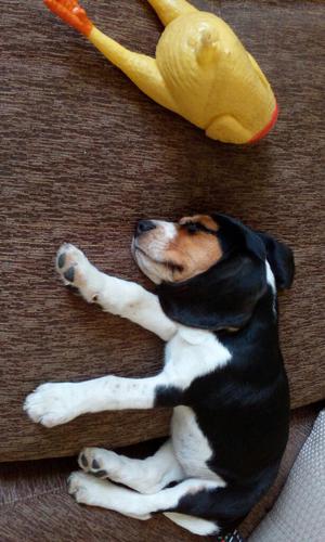 Un Cachorro Beagles Tricolor