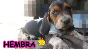 Vendo Cachorros Basset Hound