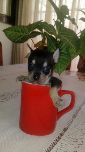 Vendo Chihuahua