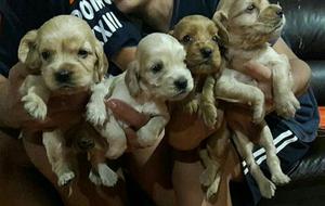 Venta de Cachorros Cocker