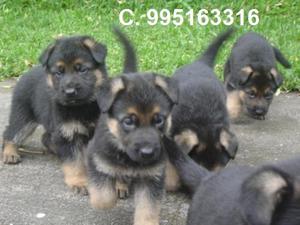 bellos hermosos pastor aleman lindos cachorros vacunados a1