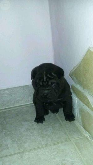 cachorra sharpei