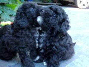 cachorros caniche negro