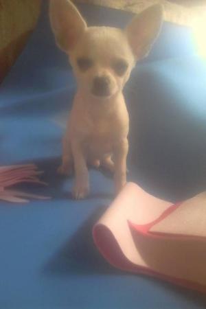 chihuahuas en venta