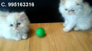 hermosos gato persa lindos gatitos vacunados envios a