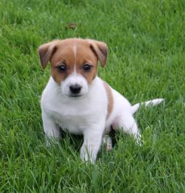 se venden hermosos cachorros jack russel terrier