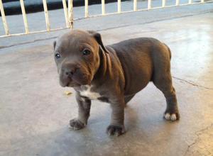 venta de pitbull