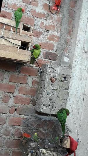 Aves Verdes