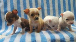 BELLOS CHIHUAHUA TOY