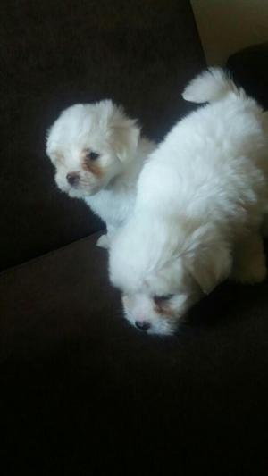 Bichon Maltes Y Frise