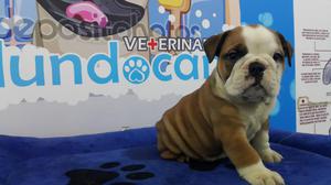 Bulldog Ingles lindos cachorros desparasitados y vacunados.