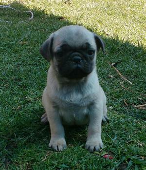 Cachorrito Pug