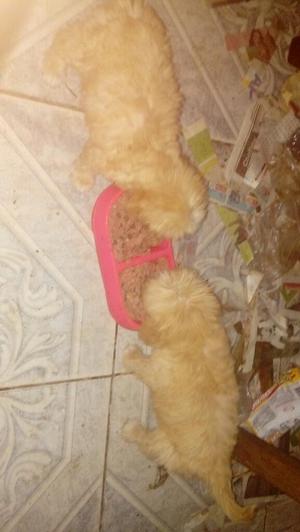 Cachorro Chitzu Color Caramelo