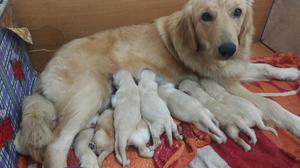 Cachorro Golden Retriver Raza Pura