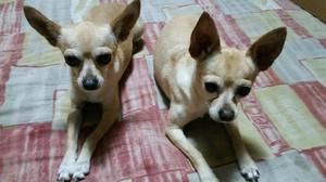 Chihuahua Separa El Tuyo con 500