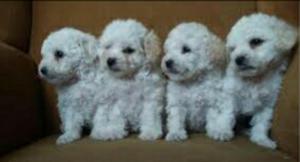 Encantadores Poodle Toy