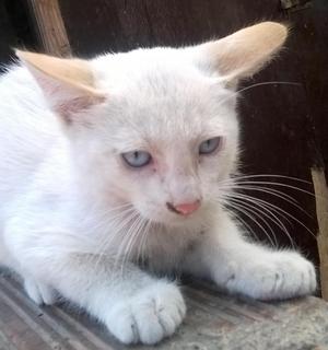 GATITOS EN ADOPCIÓN