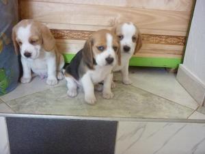 HERMOSOS CACHORROS BEAGLE