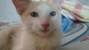 Hermoso Gatito con en Adopcion ojos azules y verdes