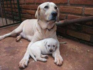 LABRADOR CACHORROS CACHORROS