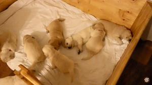 LINDOS CACHORROS GOLDEN RETRIEVER