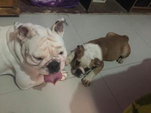 Lindos Bulldogs Ingles