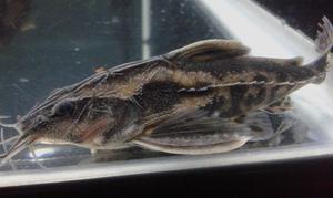 PECES GATO MEGALODORAS