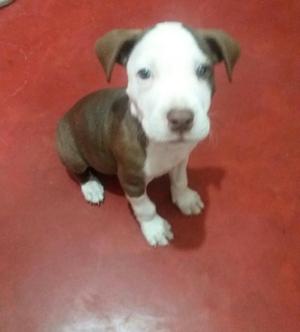 Pitbull Red Nose de 1 Mes Y 20 Dias