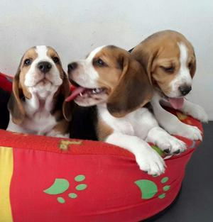 Preciosos Beagle Tricolor 13pulgadas