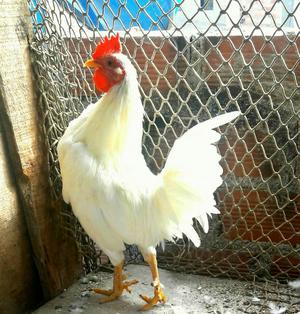 Se Vende Gallo Chino