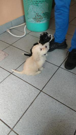 Se Venden Cachorros Shih Tzu