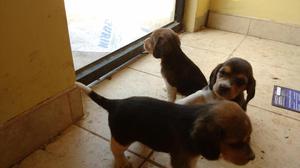 Se venden lindos cachorros beagle con un mes de nacidos!