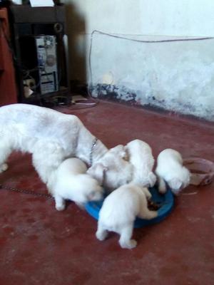 Vendo Schnauzer Blancos