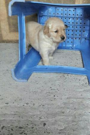Venta de Cachorros Golden Retriever