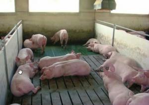 Venta de Cerdos alimento Concentrado