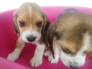 beagles cachorros tricolor