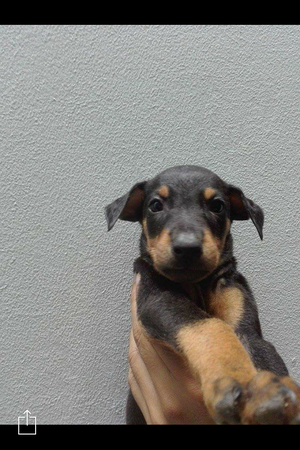 cachorro doberman