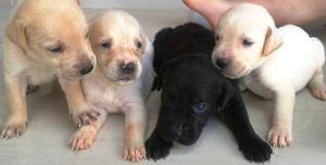 cachorros de raza labrador