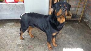 rottweiller con pedigri para monta s./ 