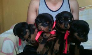 se vende cachorros rottweeiler