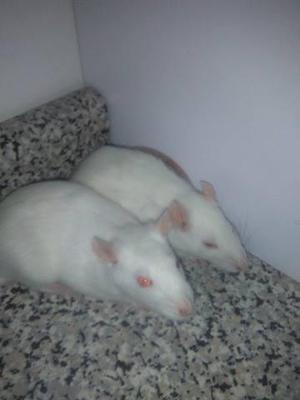se venden hermosas ratas de laboratorio