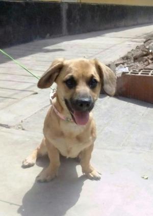 Adopta Una Linda Perrita