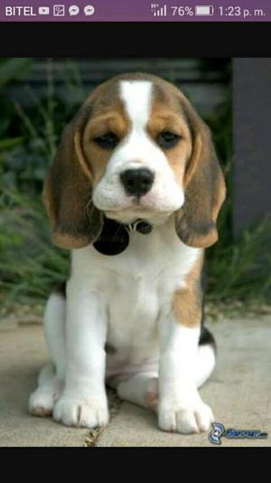 Beagle