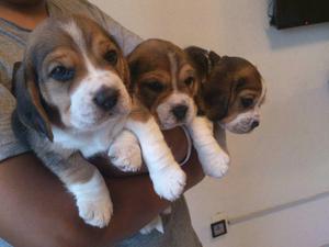 Beagles Tricolores Hermosos