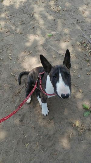 Bull Terrier